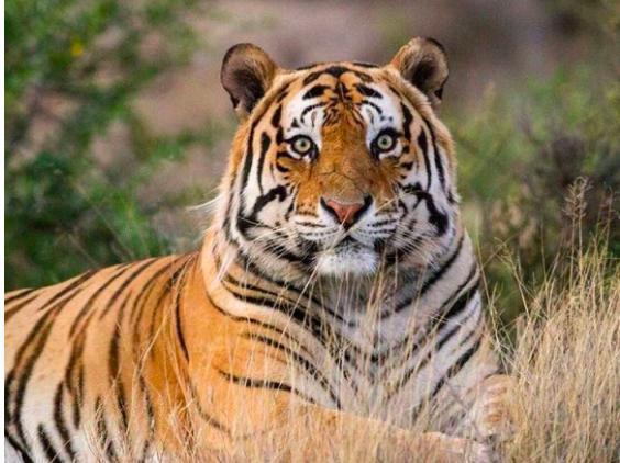 华南虎|当年中国将5只华南虎放养到非洲大草原，它们后来怎么样了？