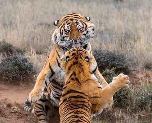 华南虎|当年中国将5只华南虎放养到非洲大草原，它们后来怎么样了？