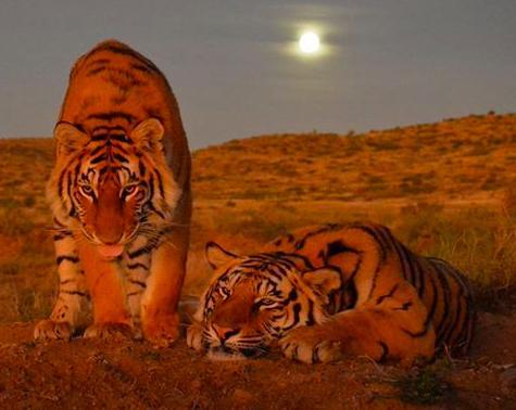 华南虎|当年中国将5只华南虎放养到非洲大草原，它们后来怎么样了？