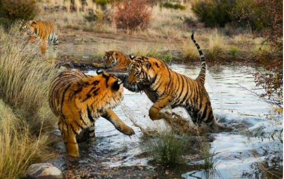 华南虎|当年中国将5只华南虎放养到非洲大草原，它们后来怎么样了？