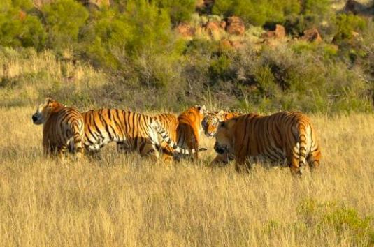 华南虎|当年中国将5只华南虎放养到非洲大草原，它们后来怎么样了？