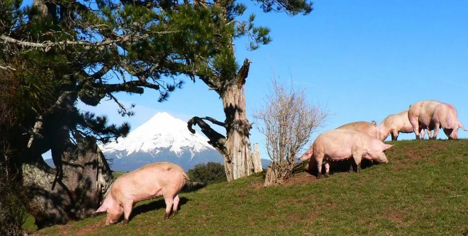 新西兰的猪快没人养了监狱犯人都去帮忙呼吁更多移民加入