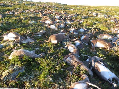 驯鹿|挪威323头野生驯鹿惨被雷劈死，陈尸荒野数年白骨遍地蔚为奇观