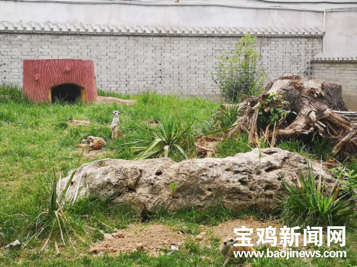 寶雞動物園細尾獴家族喜添四隻