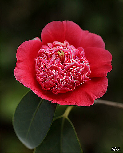 12种奇花异草,认识3种以上,就算见多识广了!