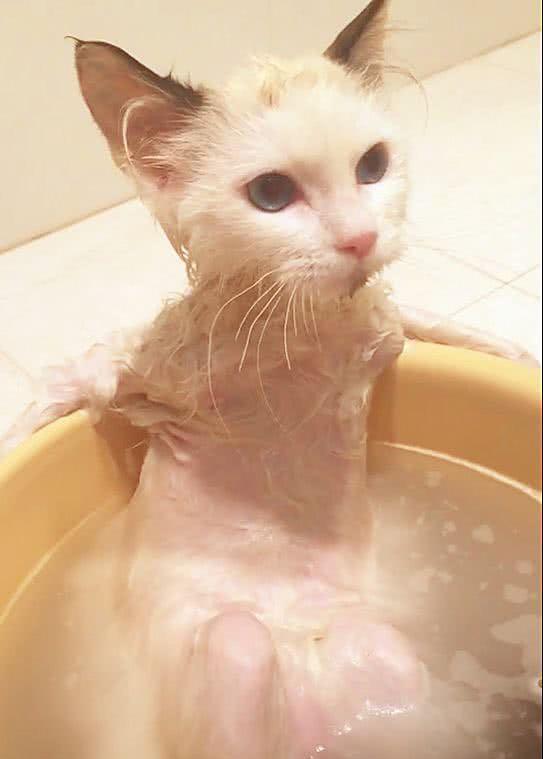 猫猫洗澡多久一次?80%铲屎官都不知道!
