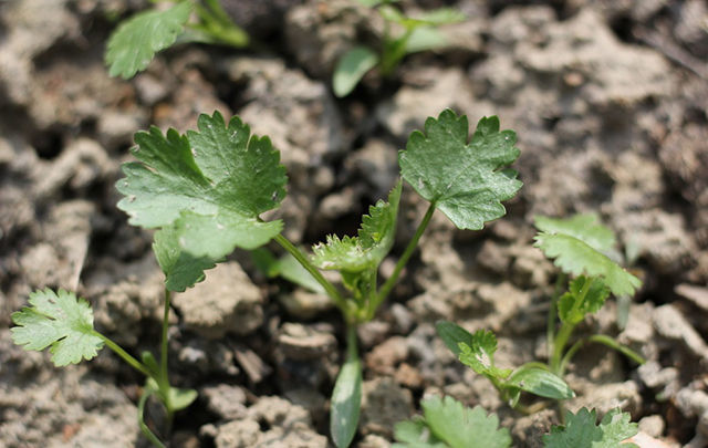 叶面肥|香菜什么时间施肥好？增产用哪个叶面肥好？香菜什么时候喷叶面肥比较好？