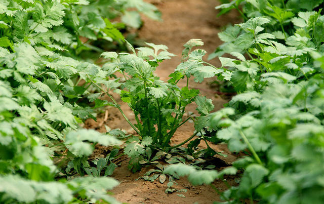 叶面肥|香菜什么时间施肥好？增产用哪个叶面肥好？香菜什么时候喷叶面肥比较好？