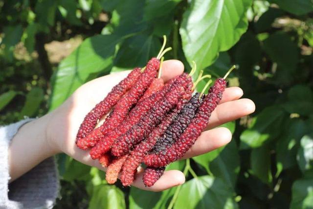 桑葚|水果店价格离谱的桑葚，没想到在家就能种，做好这几点满盆紫果子