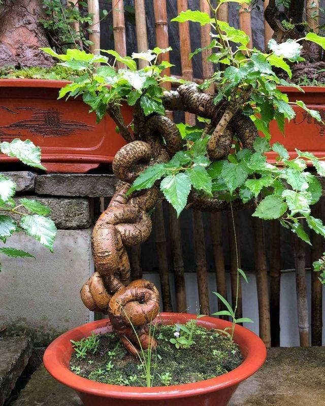 桑葚|水果店价格离谱的桑葚，没想到在家就能种，做好这几点满盆紫果子