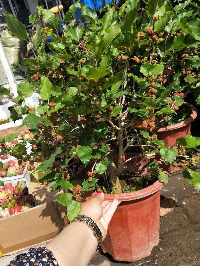 桑葚|水果店价格离谱的桑葚，没想到在家就能种，做好这几点满盆紫果子