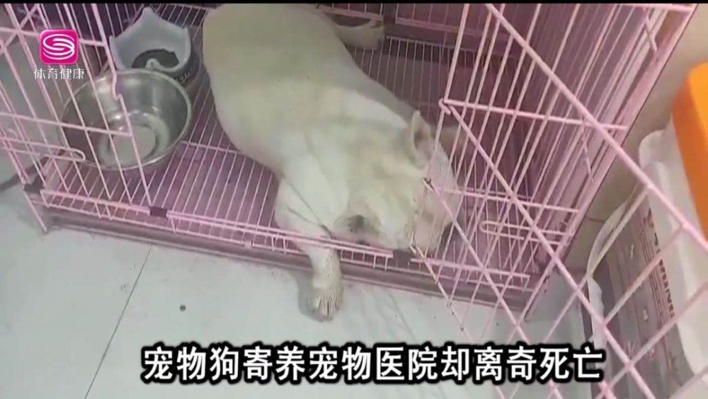 宠物寄养意外死亡 宠物诊所声称无责 腾讯新闻