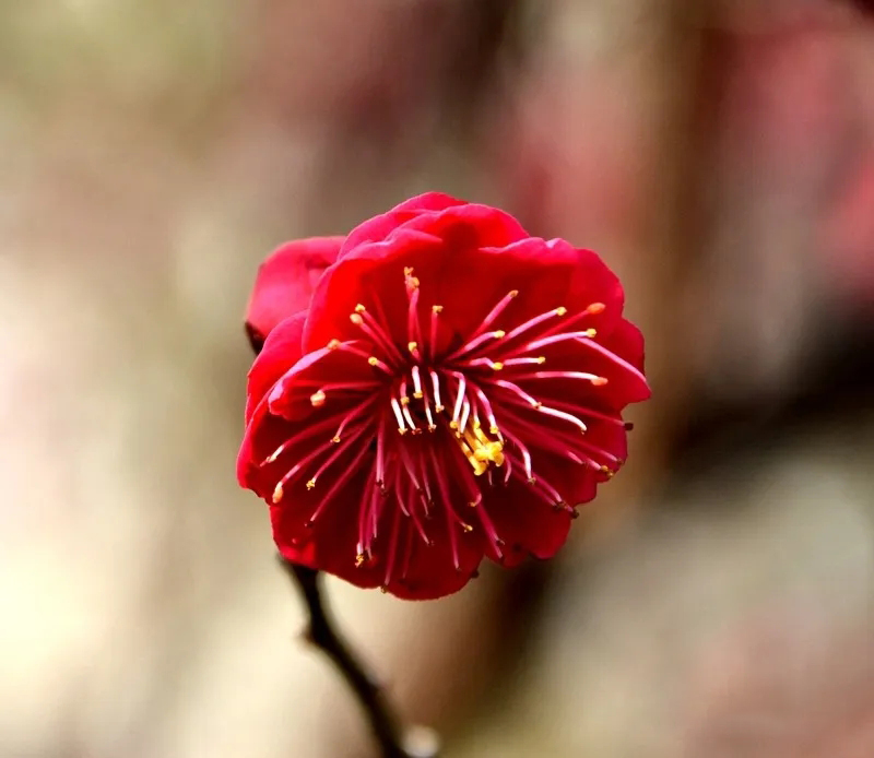 美的一枝獨秀骨紅硃砂梅助力美麗鄉村建設之骨紅硃砂梅