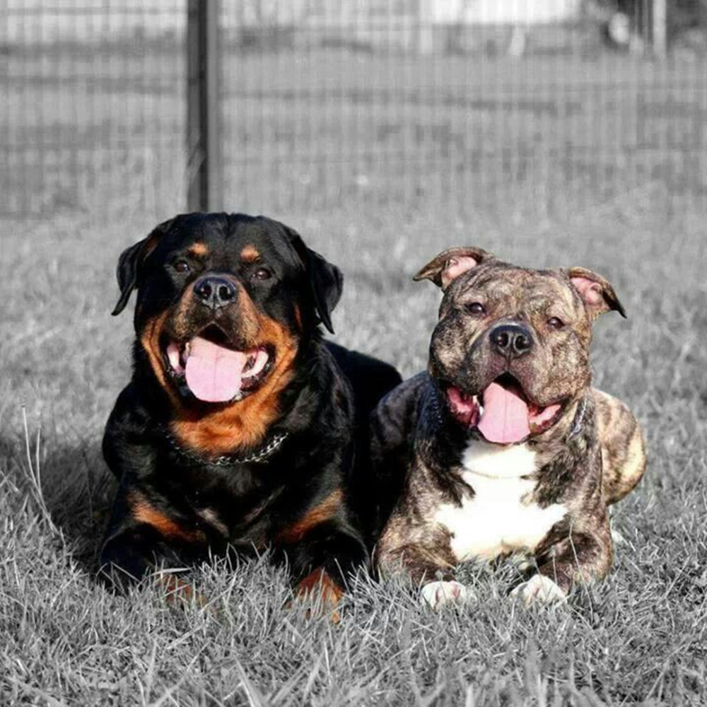罗威纳犬能击败比特犬吗从体型咬合力智商来看它输得不冤