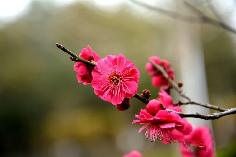 美的一枝獨秀骨紅硃砂梅助力美麗鄉村建設之骨紅硃砂梅