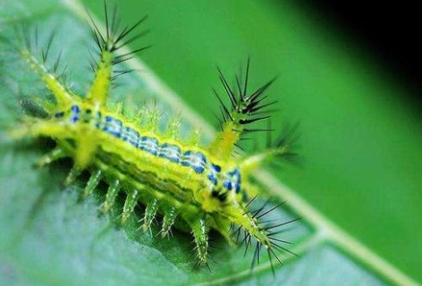 农村有哪些生物咬人不致命,但后果很严重?大鹅和洋辣子上榜