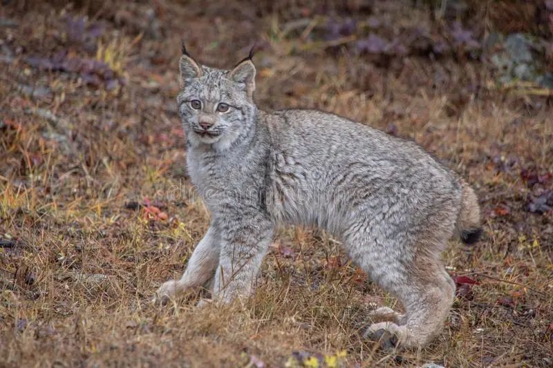 战火纷飞的阿富汗,有多少种猫出没?_腾讯新闻