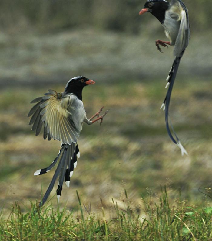 吉祥鳥喜鵲