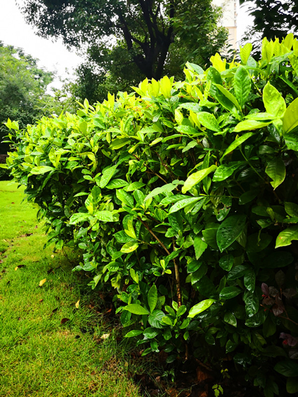 美人蕉|毕业季，花开时节散青春