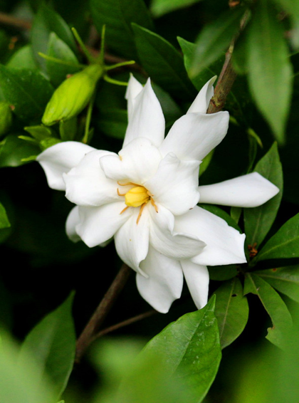 美人蕉|毕业季，花开时节散青春