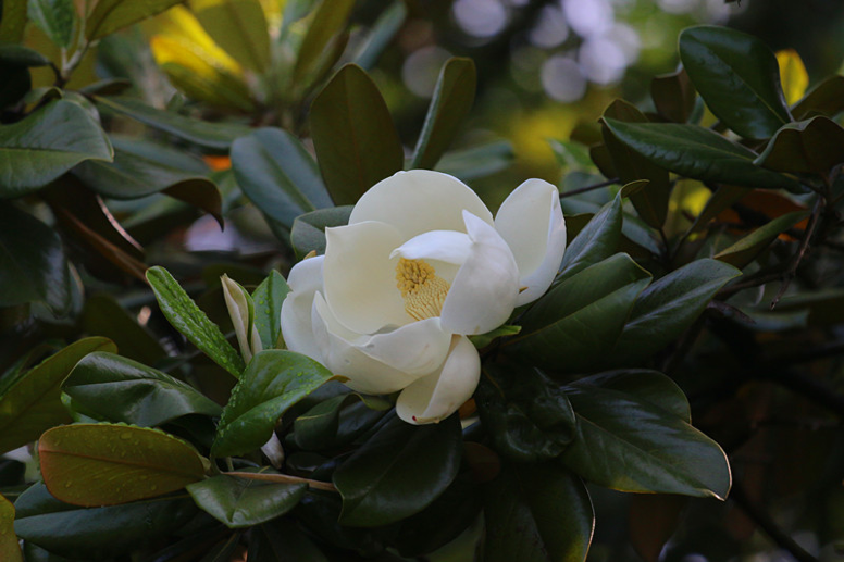 美人蕉|毕业季，花开时节散青春