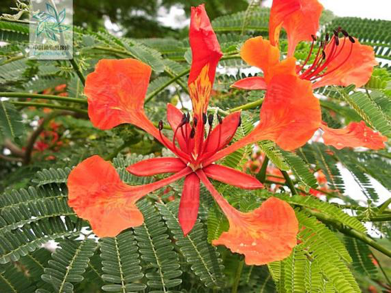 美人蕉|毕业季，花开时节散青春