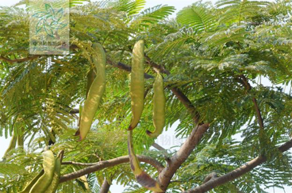 美人蕉|毕业季，花开时节散青春