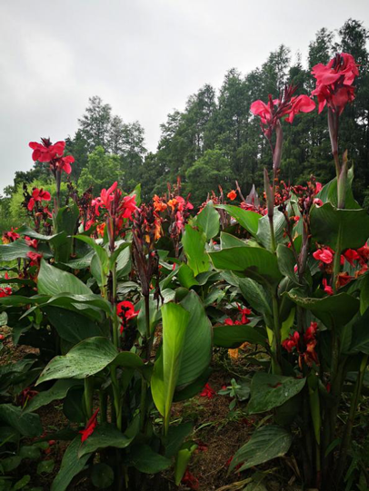 美人蕉|毕业季，花开时节散青春