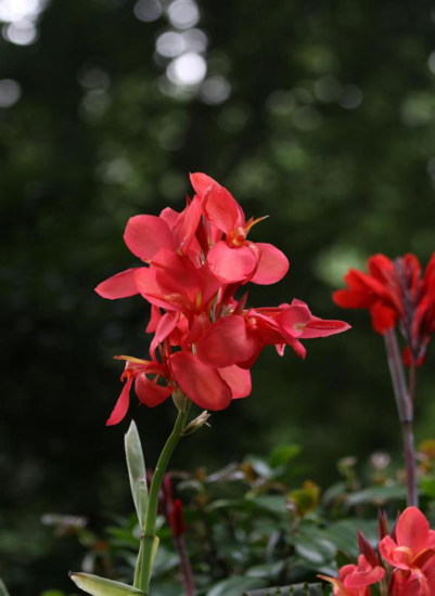 美人蕉|毕业季，花开时节散青春