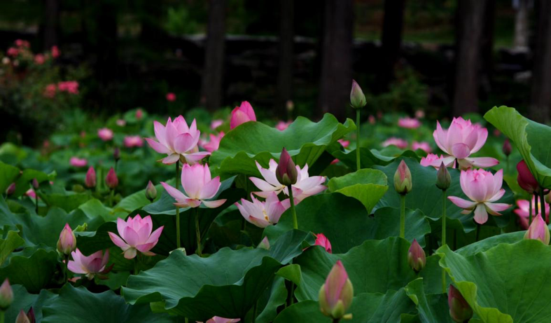 美人蕉|毕业季，花开时节散青春