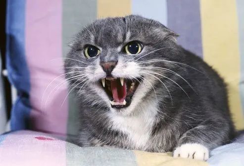 如何避免铲屎官的"流血事件"?8点解决猫咪的恐惧性攻击