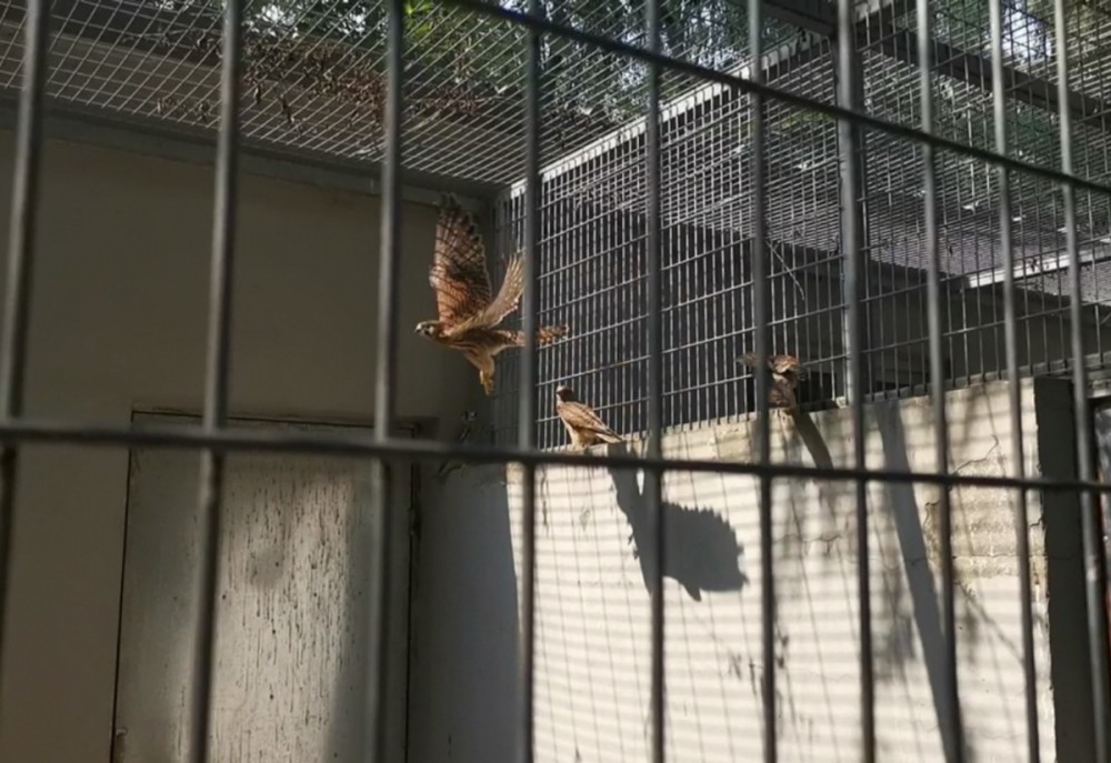 翠湖湿地公园|海淀建临时野生动物救助点，30余只鸟类等入“园”疗养