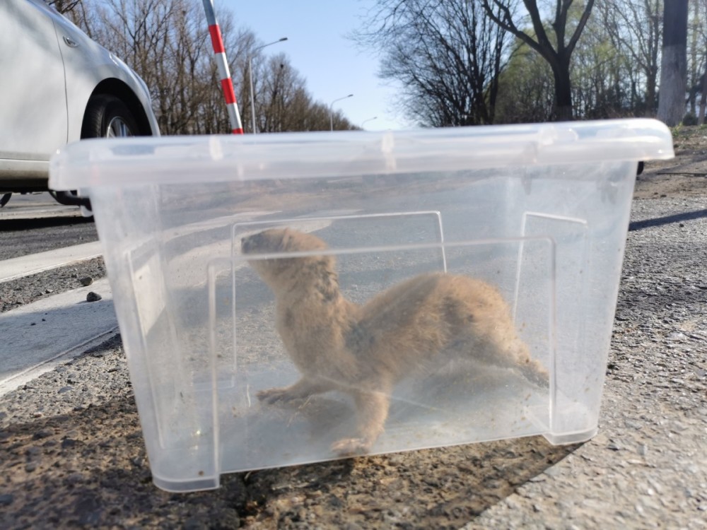 翠湖湿地公园|海淀建临时野生动物救助点，30余只鸟类等入“园”疗养
