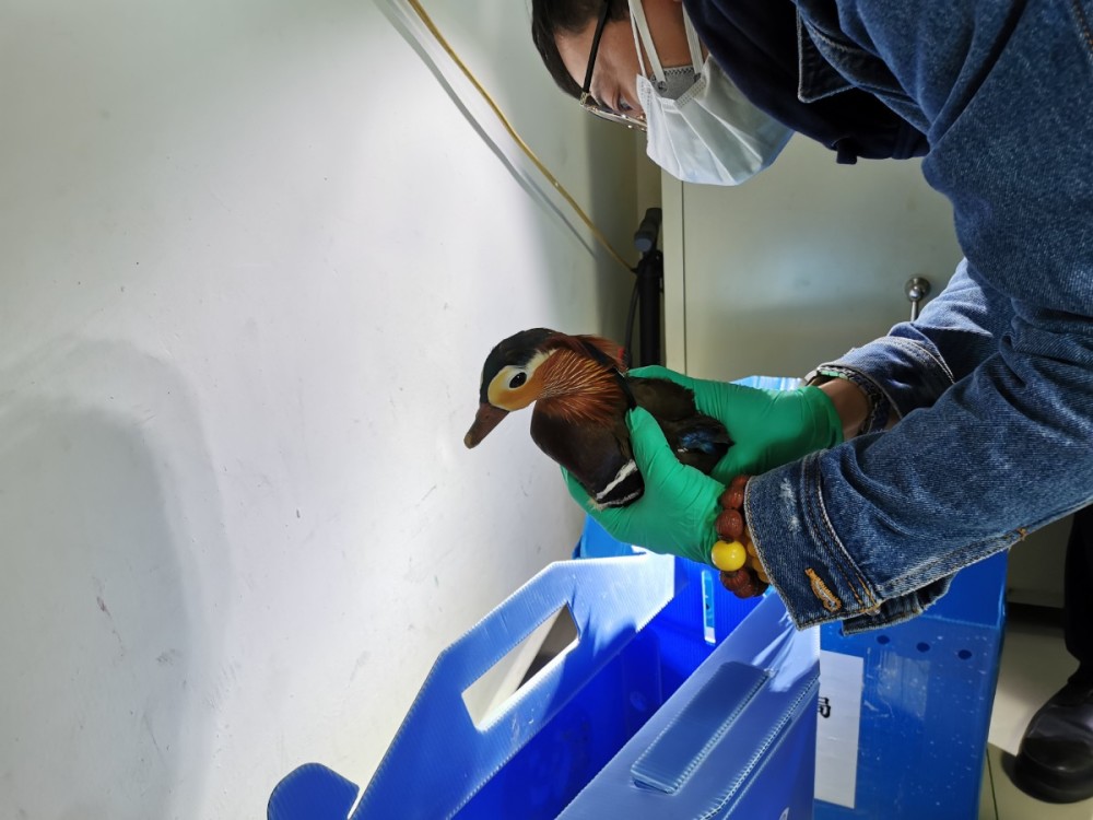 翠湖湿地公园|海淀建临时野生动物救助点，30余只鸟类等入“园”疗养