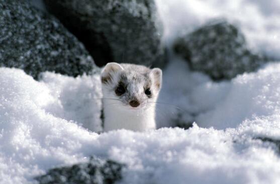 白鼬|地球上最萌的掠食者，体重只有2两，却能捕猎2斤重的兔子