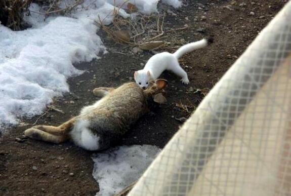 白鼬|地球上最萌的掠食者，体重只有2两，却能捕猎2斤重的兔子