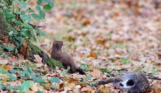 白鼬|地球上最萌的掠食者，体重只有2两，却能捕猎2斤重的兔子
