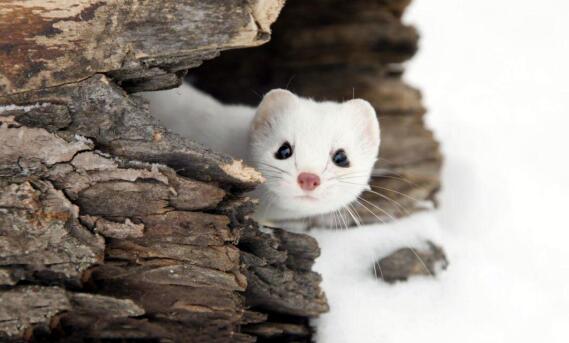 白鼬|地球上最萌的掠食者，体重只有2两，却能捕猎2斤重的兔子