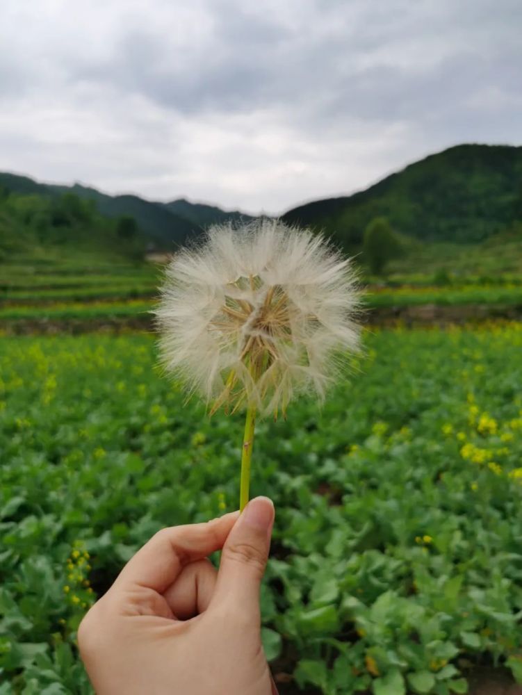 夏日的风 吹来花海的芳香 腾讯新闻