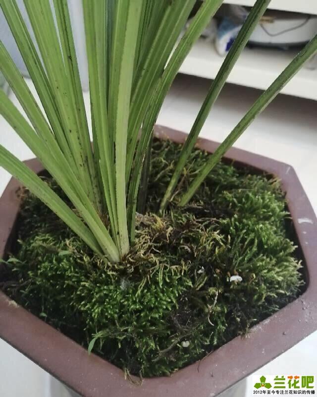 浅谈兰花植料 苔藓 腾讯新闻