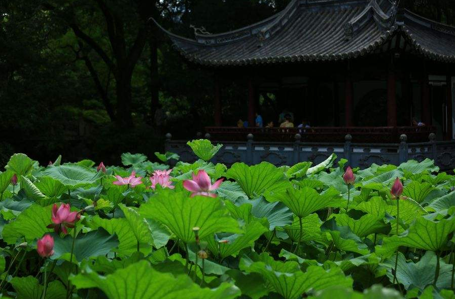 詩詞鑑賞夏日池上有蟬鳴有荷香還有濃濃的詩意