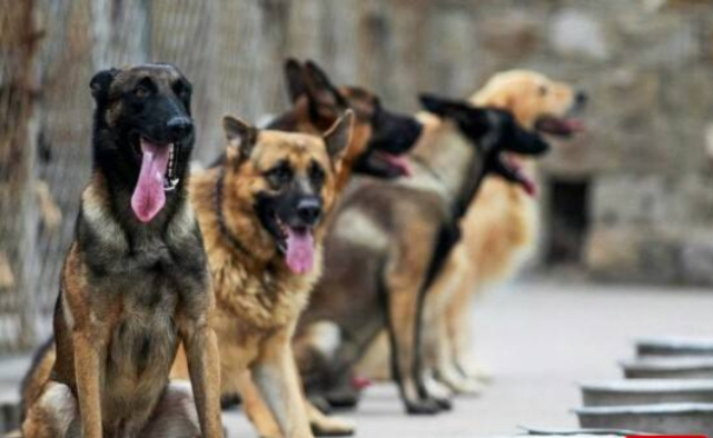 军犬到底有多聪明 看看这些训练画面 让人大开眼界 军犬 人大 狗狗