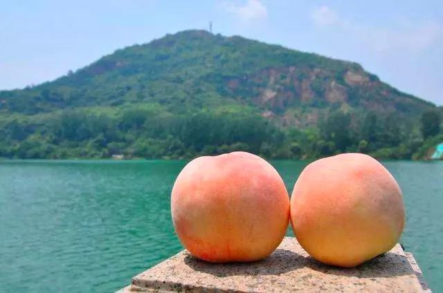 在桃子的江湖中,我认为天下第一的就是无锡阳山的湖景桃.