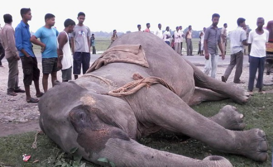 黑幕!屠杀400头大象,这位被称为"象牙女王"的中国大妈