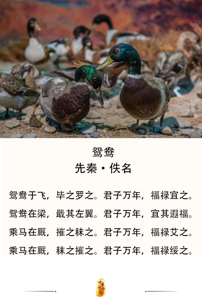 当诗词遇见鸟儿 灵动可爱又惊艳 腾讯新闻