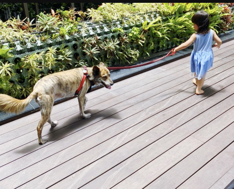 福原爱|江宏杰晒女儿萌照，两岁女儿可爱呆萌，与妈妈福原爱越来越像