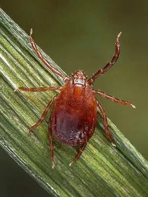 蜱虫长了八条腿,所以它不是昆虫,它和蜘蛛是亲戚,属于蛛型纲蜱螨亚纲