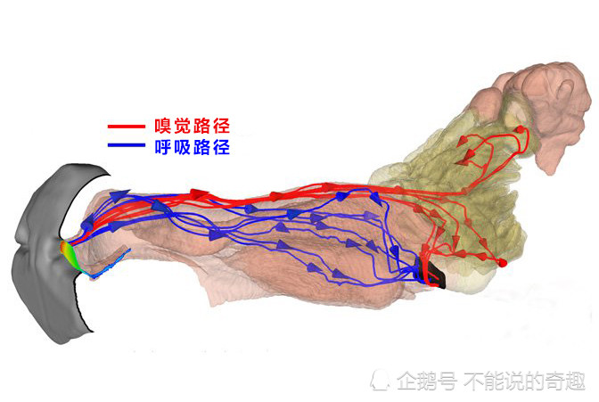 狗狗总是将头伸出车窗外 这不只内有乾坤 而且是因为 很爽 啊 腾讯新闻