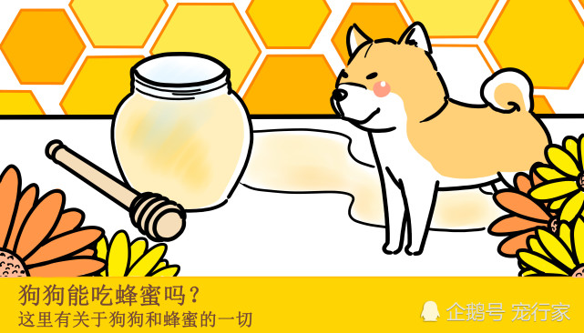 蜂蜜对狗狗真的好吗 生蜂蜜很好 糖浆制作的蜂蜜一无是处 狗狗 花粉 幼犬