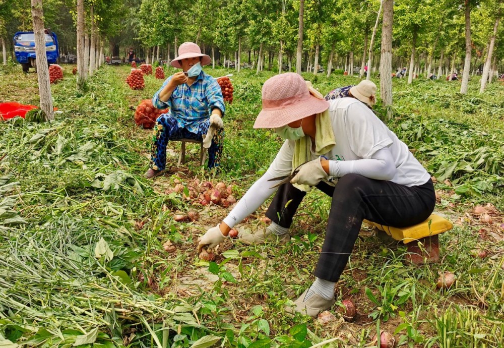 大兴|大兴低收入村的“高科技”洋葱熟了，村民的钱包也鼓了